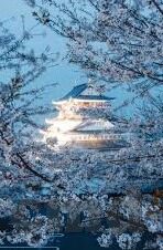 大象传媒免费观看网站-探索大象传媒，免费观看的数字乐园